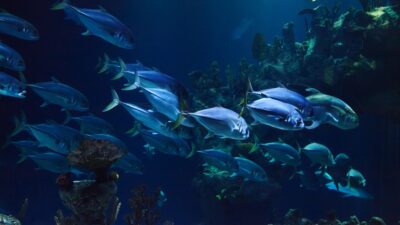 deep learning