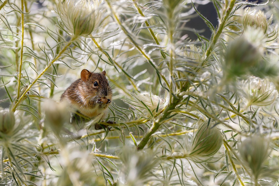mouse