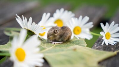 mouse