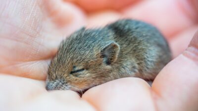 mouse