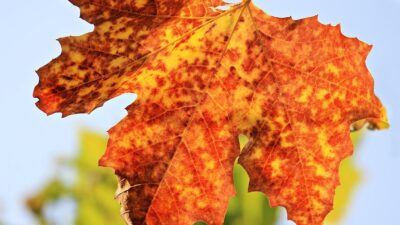 seasons