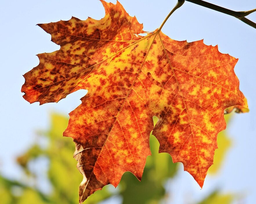 seasons