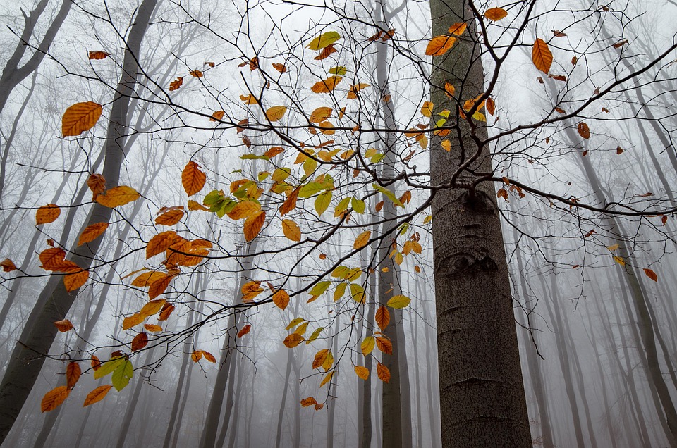 seasons