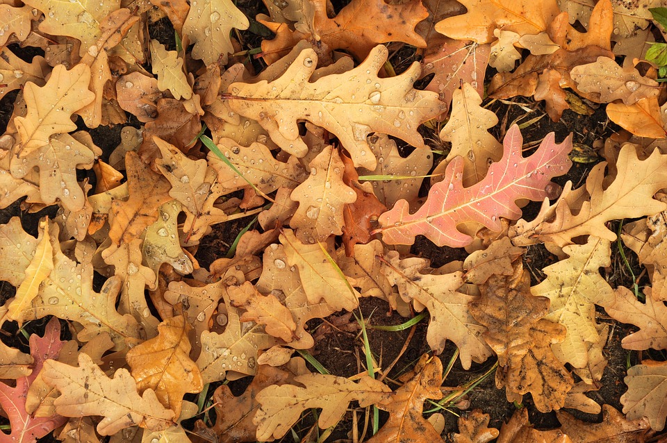 seasons