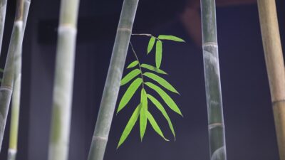 development
