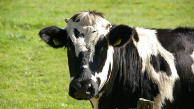 dairy-free