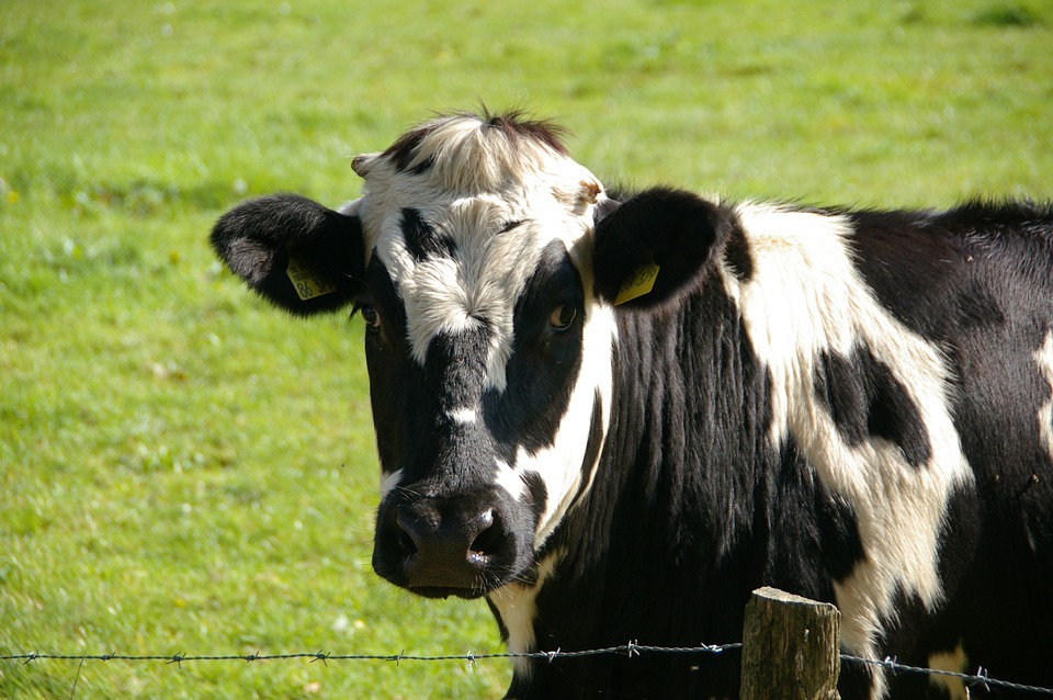dairy-free