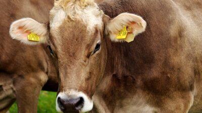 dairy-free