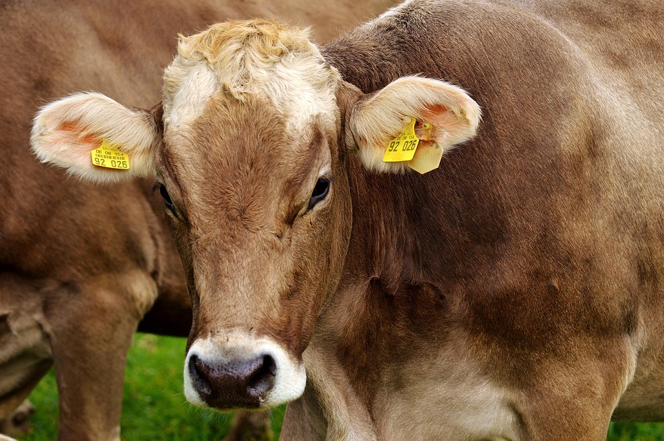 dairy-free