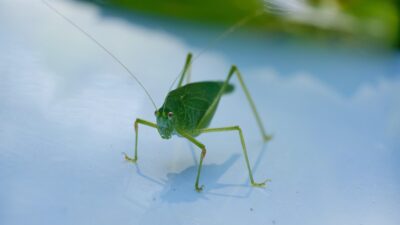 cricket