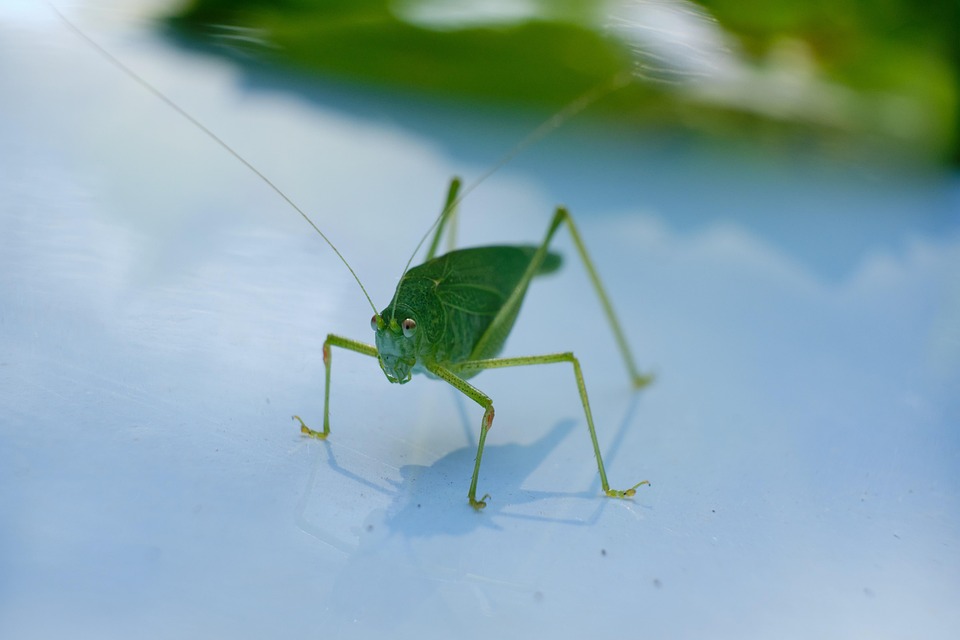 cricket