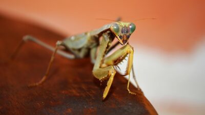 cricket