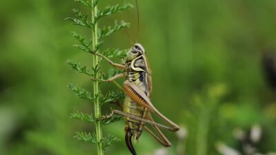 cricket