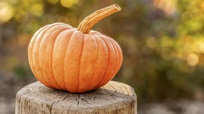 seasonal cooking