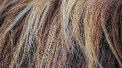 highlights