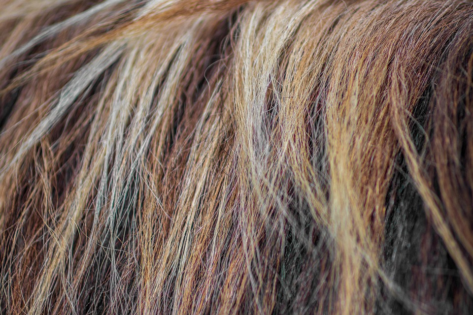 highlights