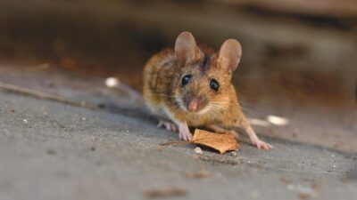 mouse