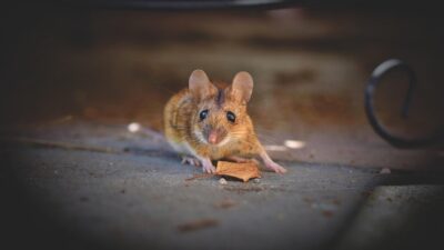 mouse