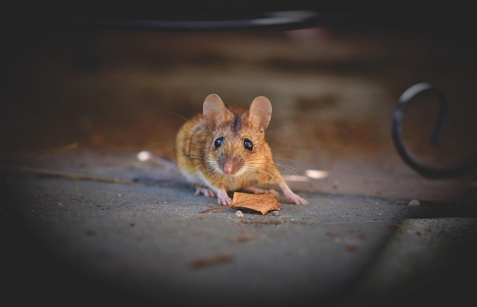 mouse