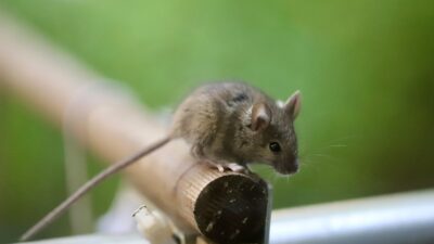 mouse