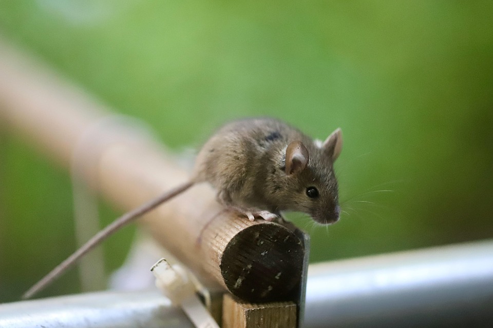 mouse