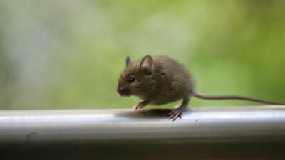 mouse
