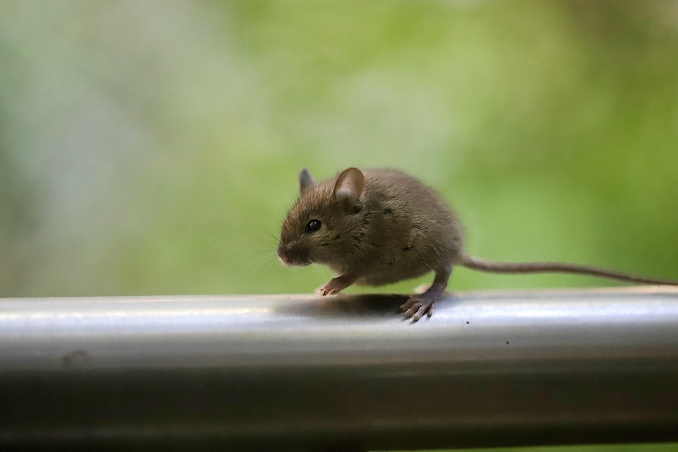 mouse