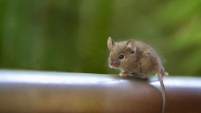mouse
