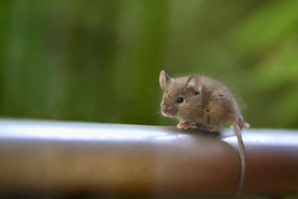 mouse