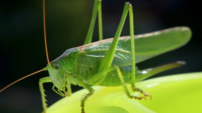 cricket