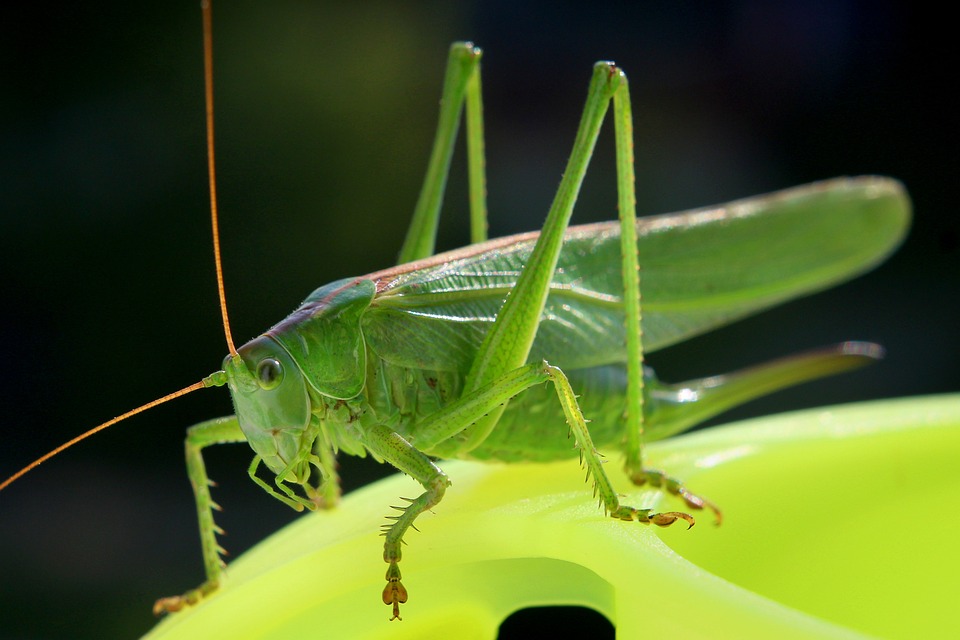 cricket