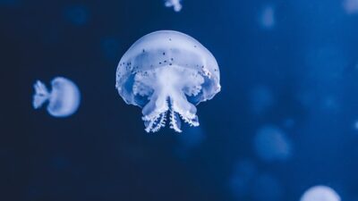 deep learning