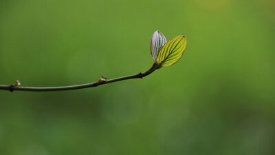 green tech