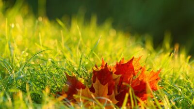 seasons