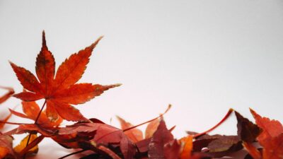 seasons