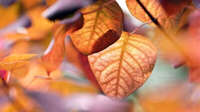 seasons