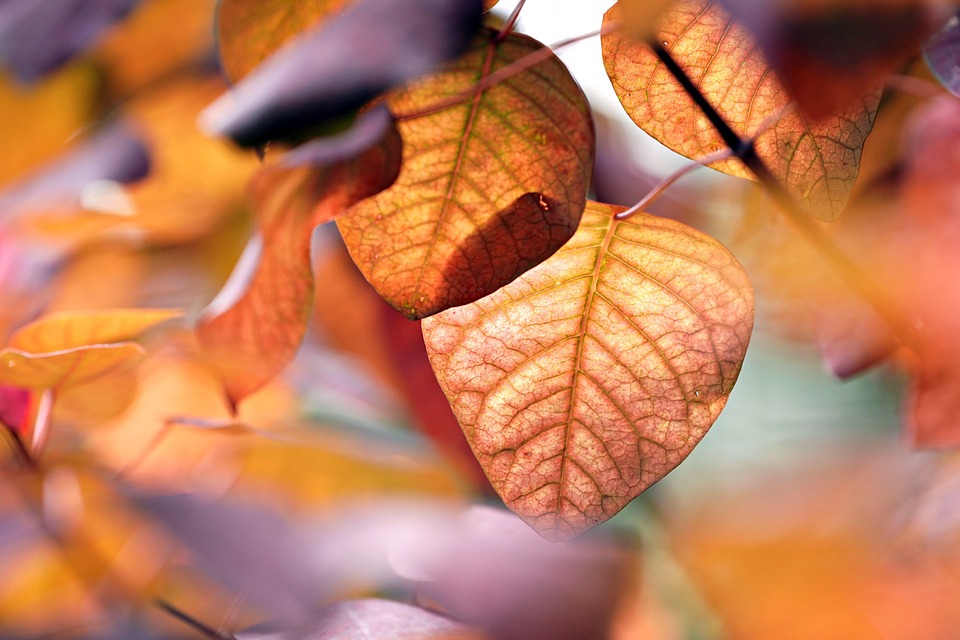 seasons