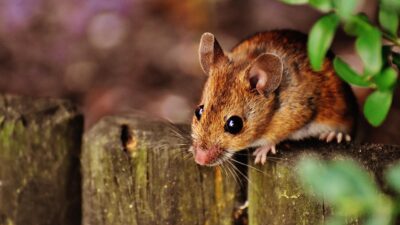 mouse