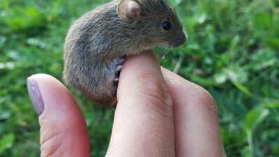 mouse