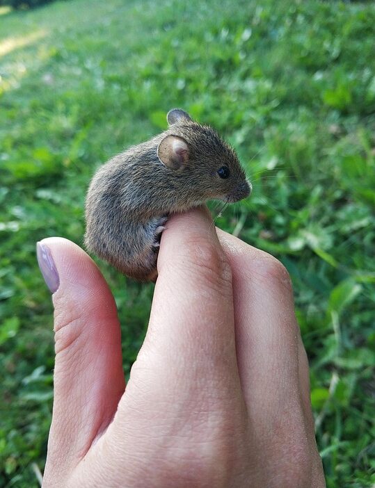 mouse
