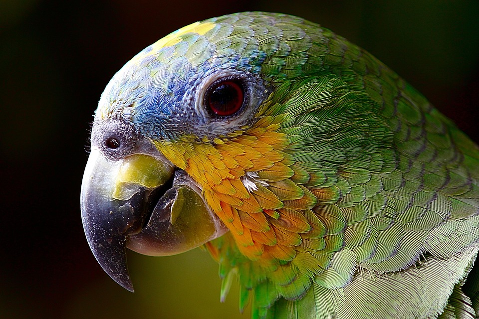 Amazon