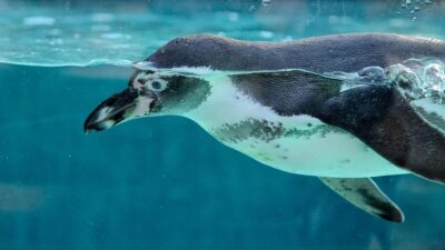 swimming