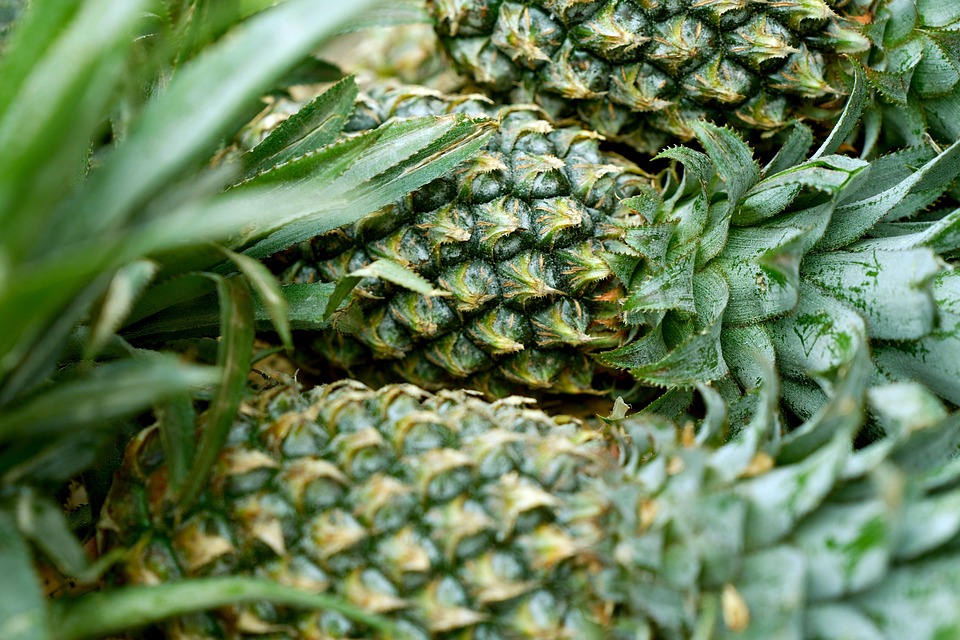 organic food