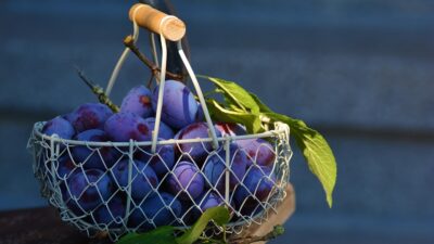 organic food