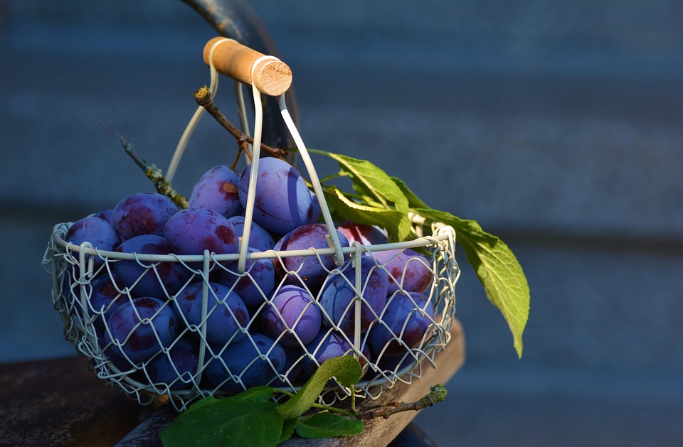 organic food