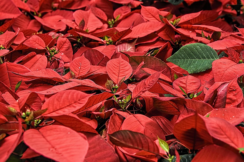 seasons