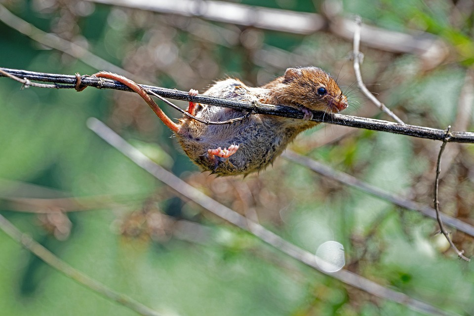 mouse