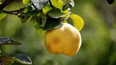 organic food