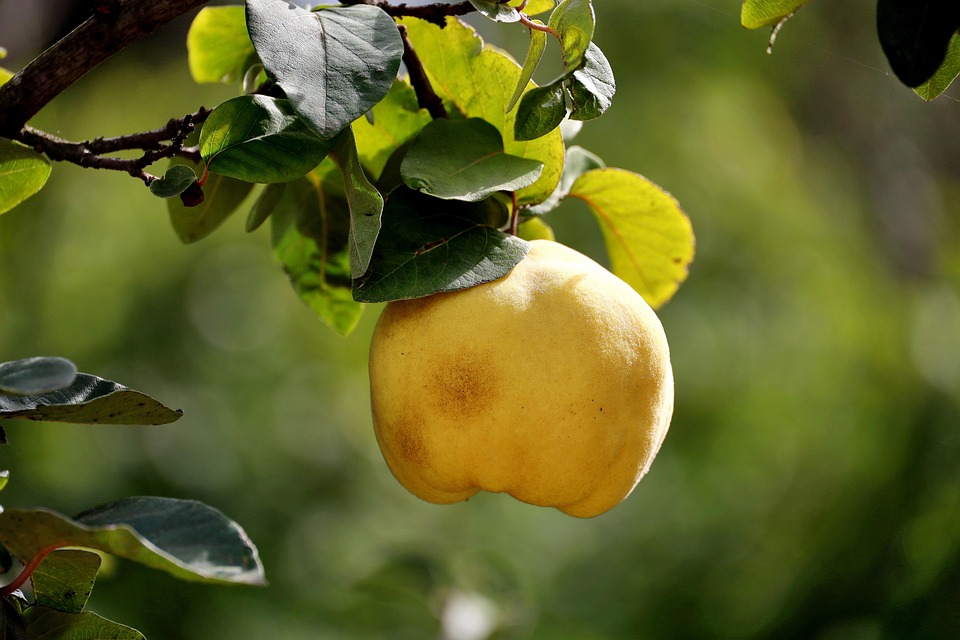 organic food