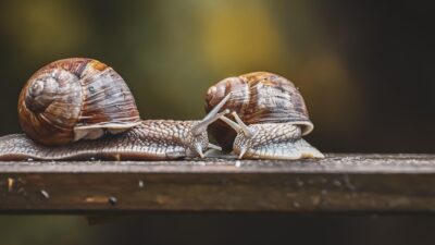 slow cooking